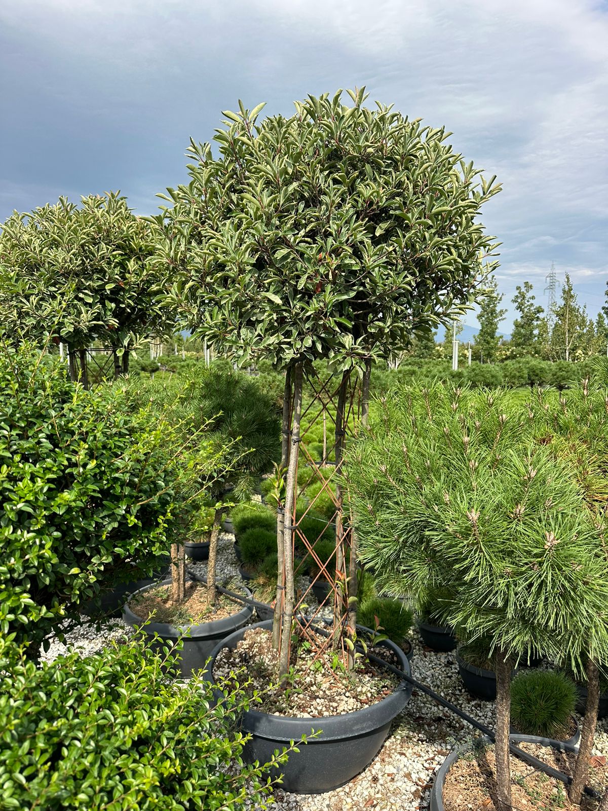 Photinia Multi Stem