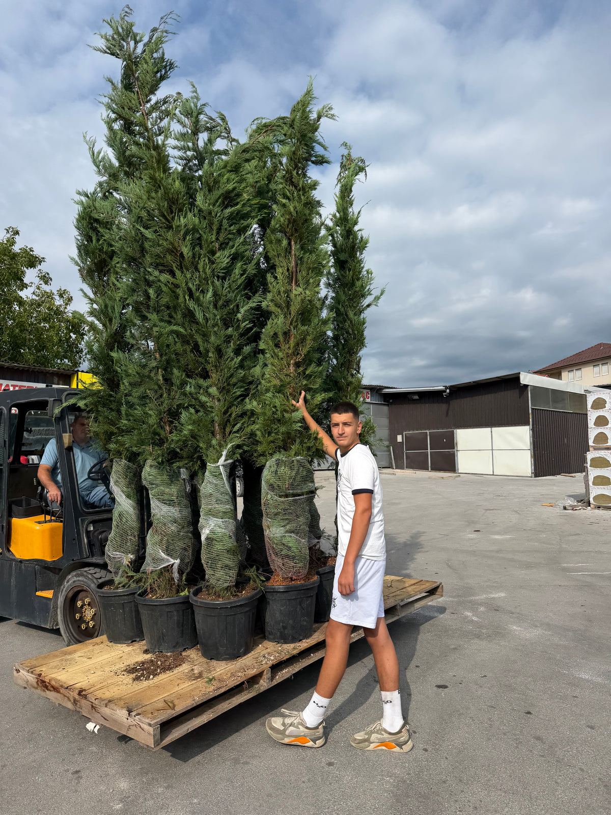 Cupressocyparis Leylandii