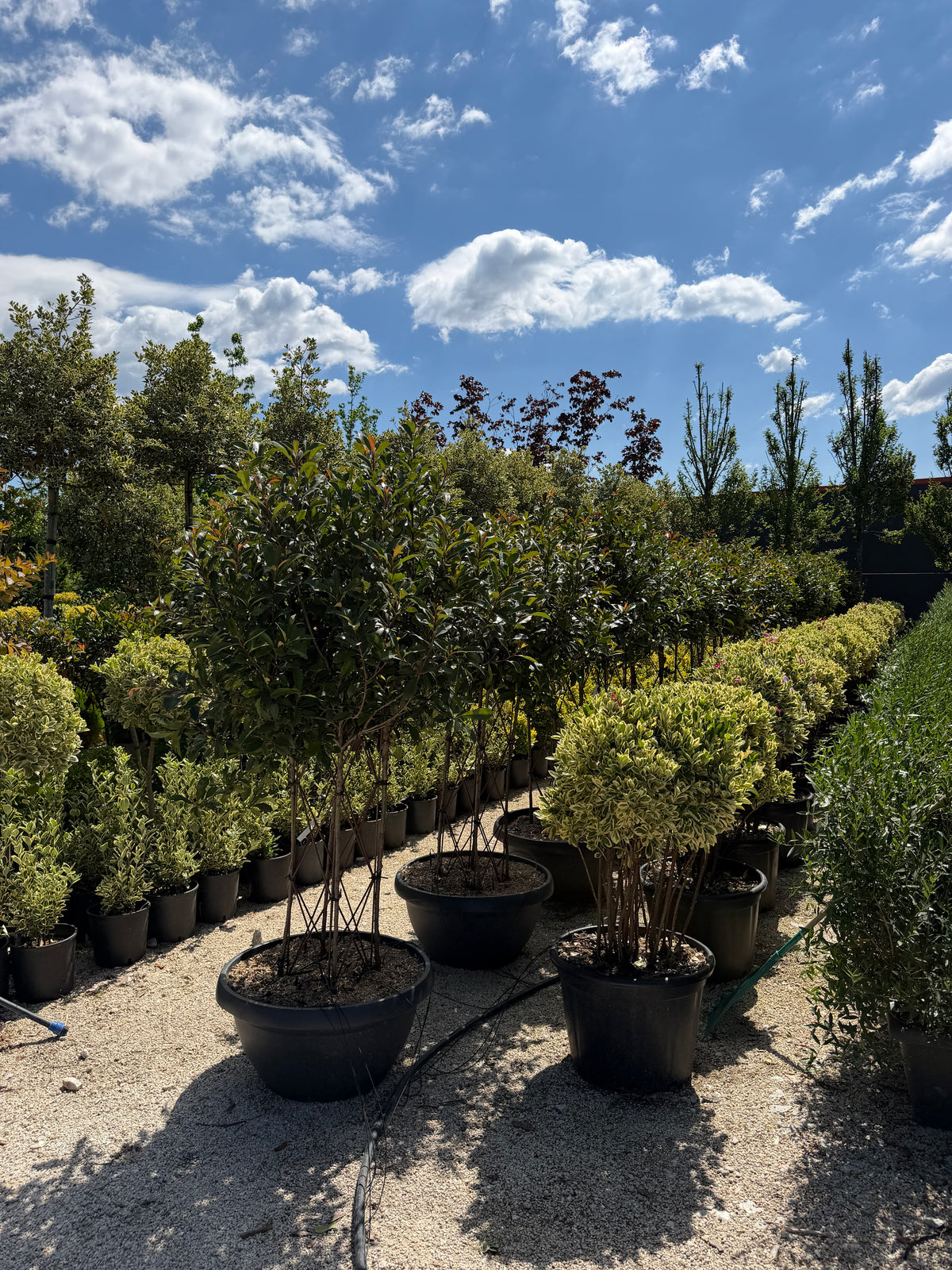 Euonymus Japonicus