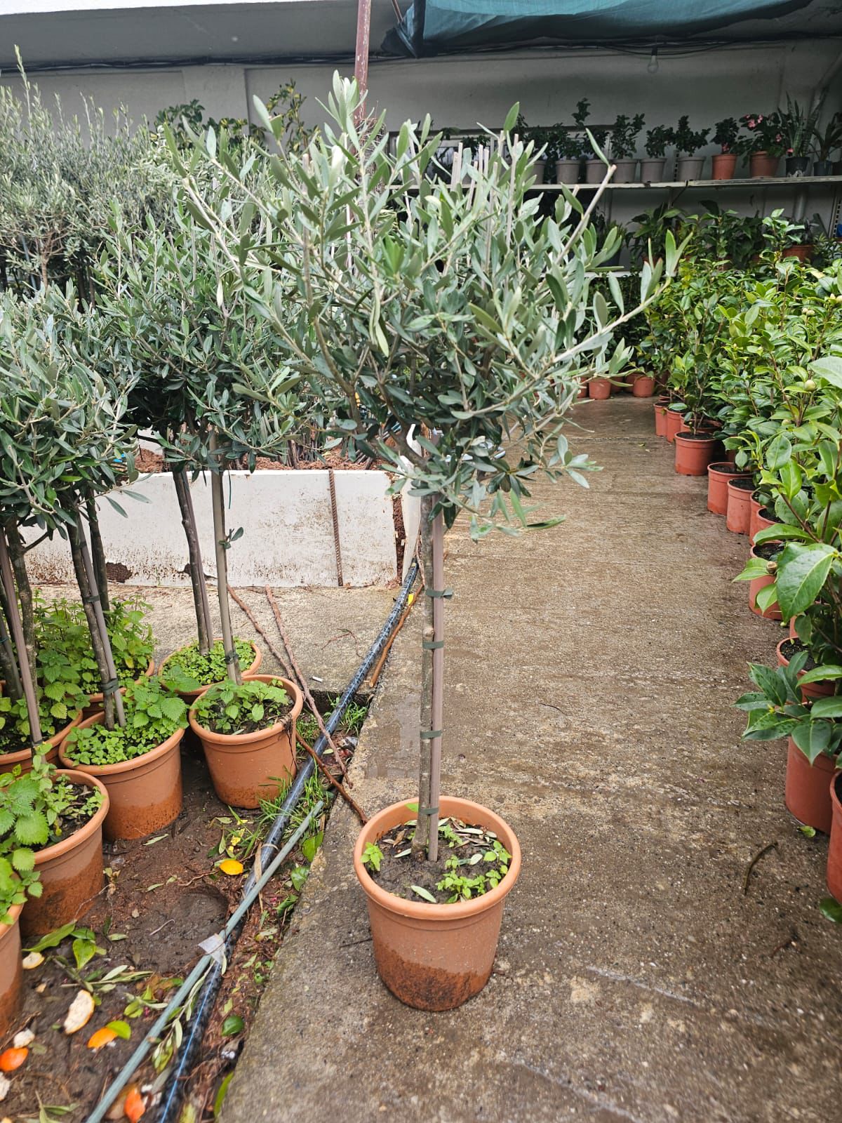 Maslina (Olea europaea)