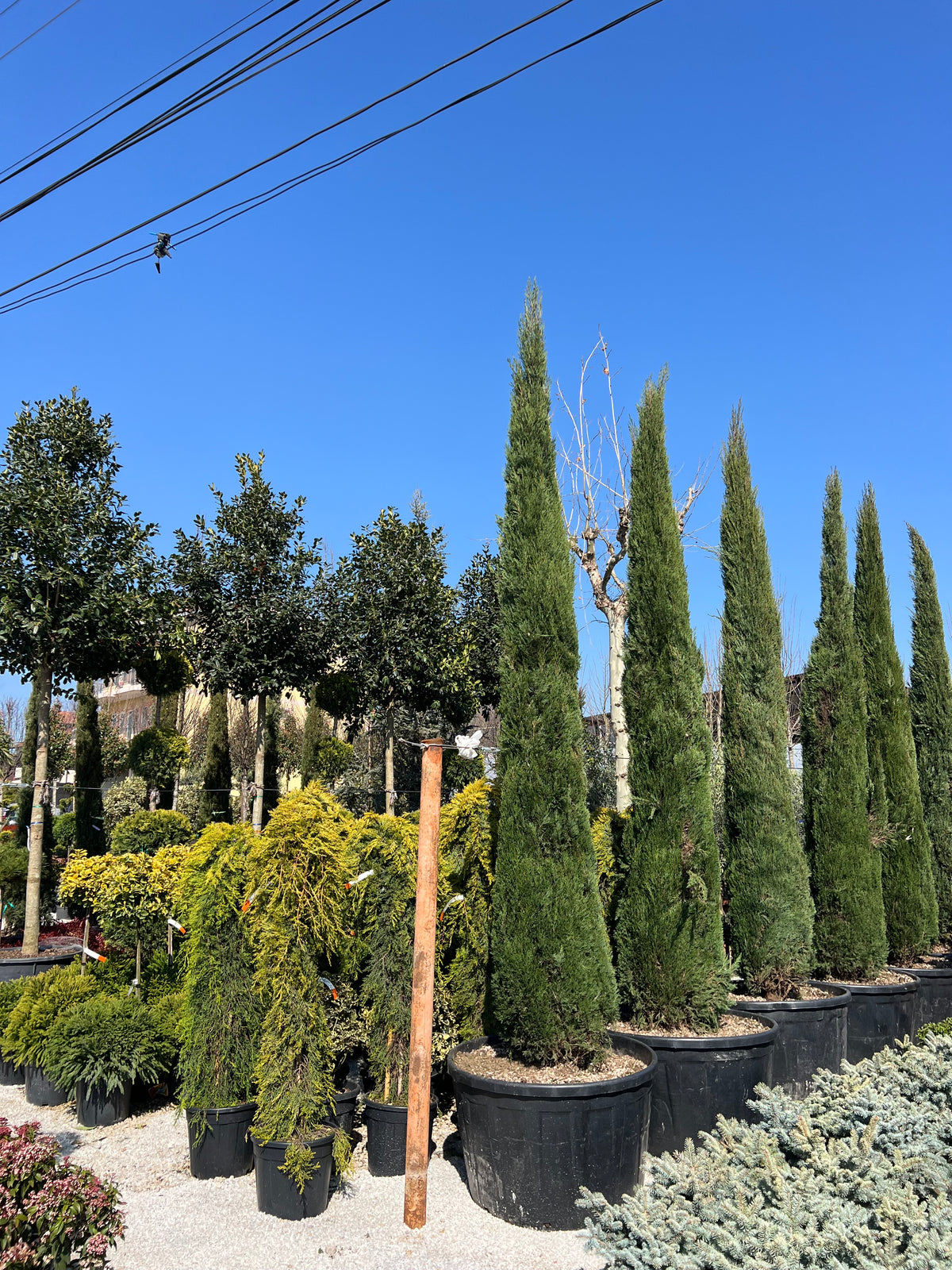 Cupressus Sempervirens – Mediteranski čempres