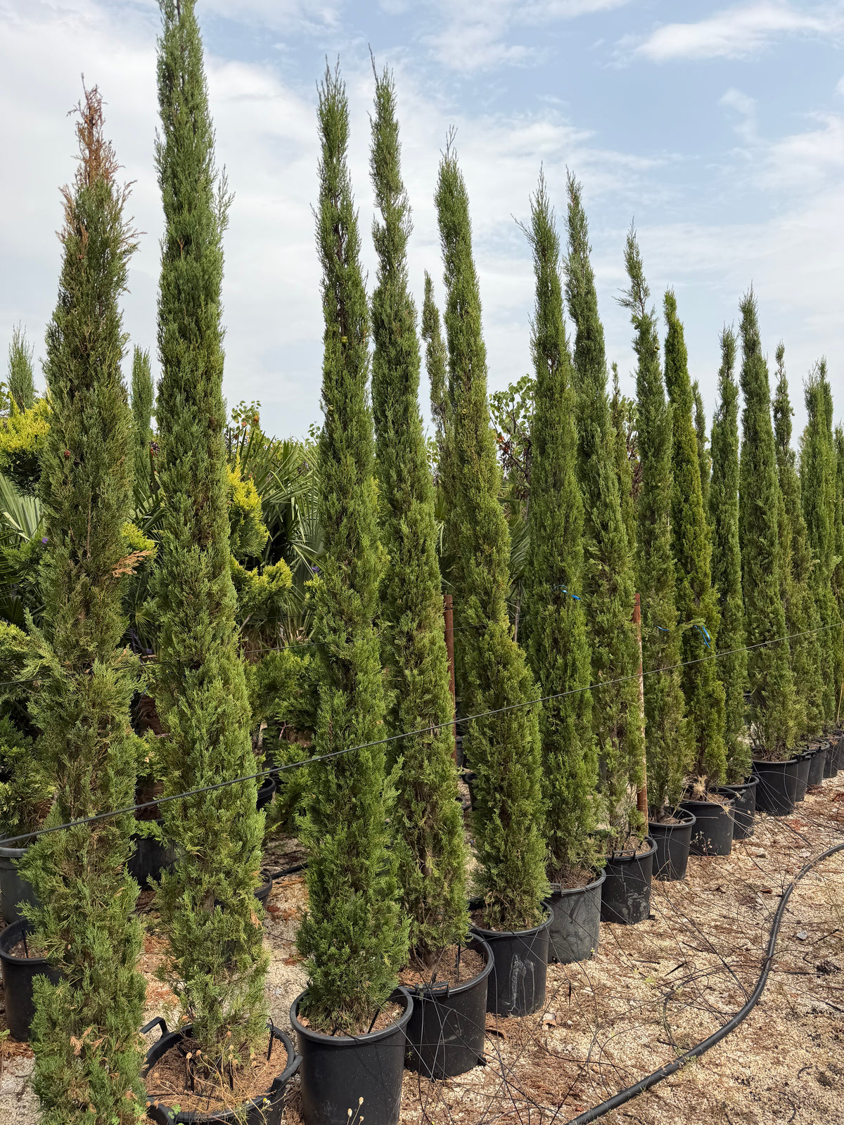 Cupressus Sempervirens – Mediteranski čempres
