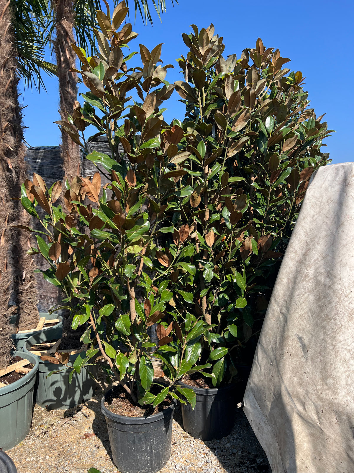 Magnolia Grandiflora