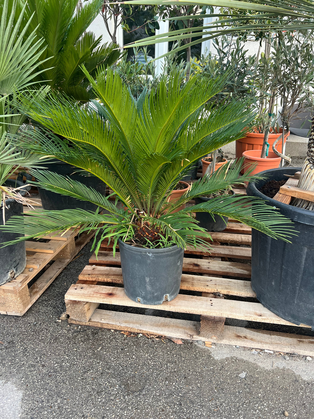 Cikas palma (Cycas revoluta)