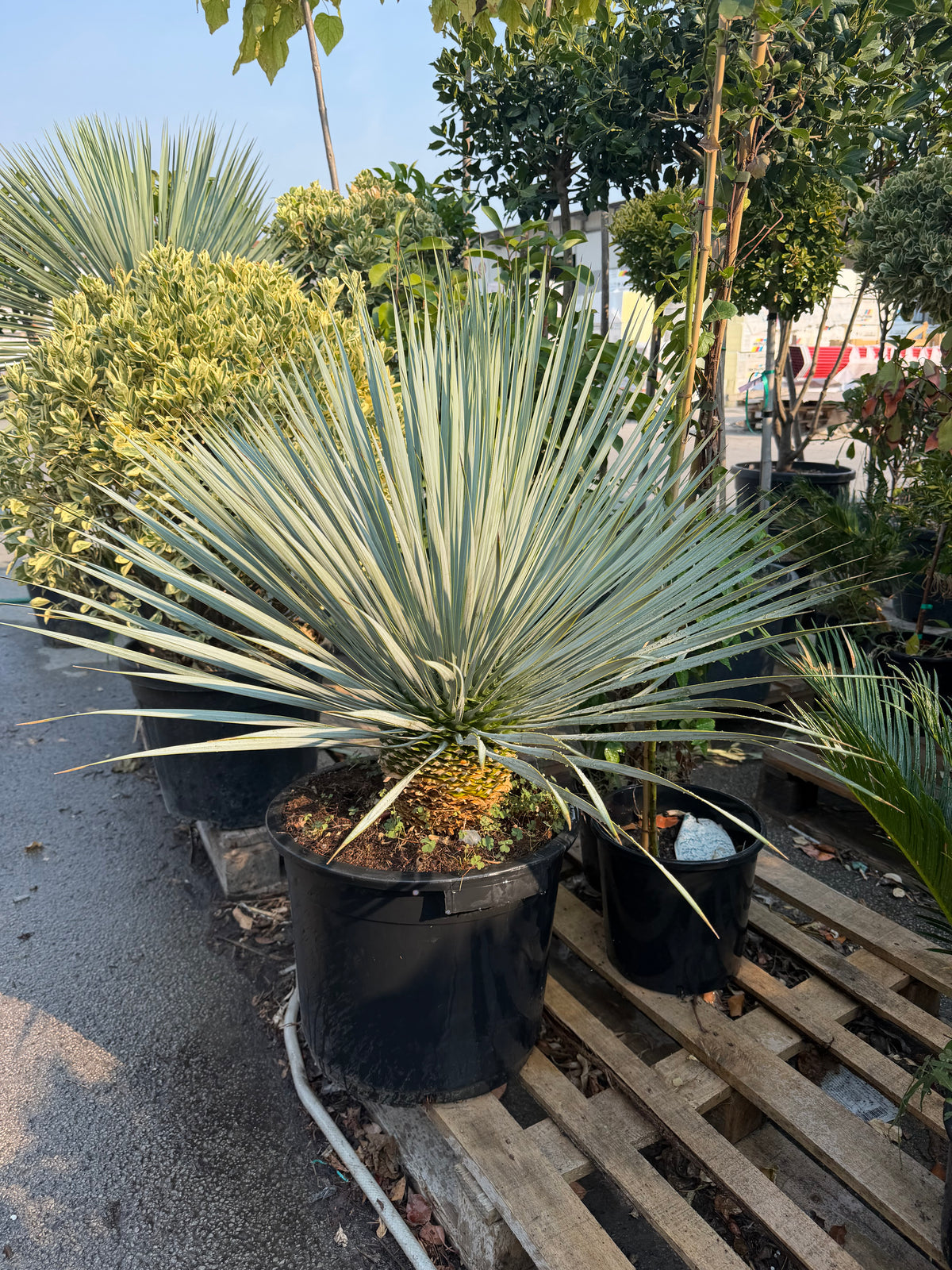 Yucca Rostrata