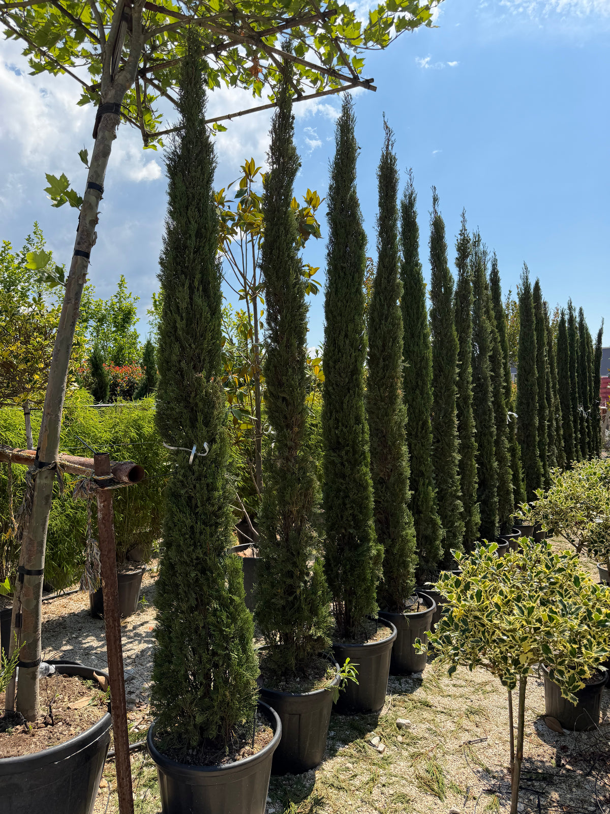 Cupressus Sempervirens – Mediteranski čempres