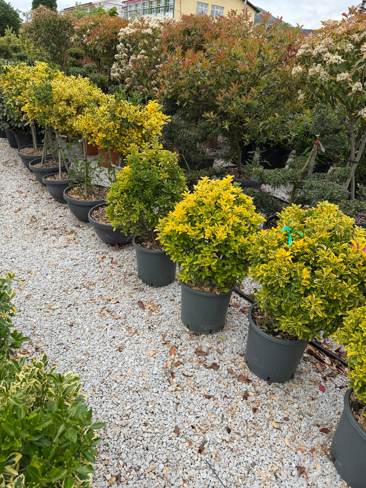 Euonymus Japonicus