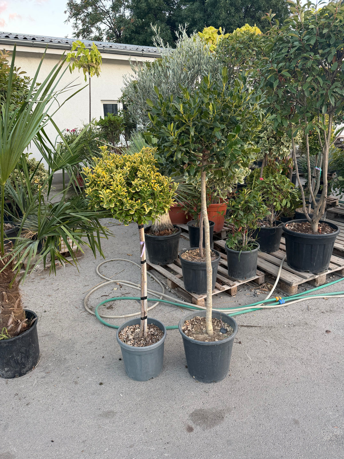 Ilex Aquifolium – Božikovina