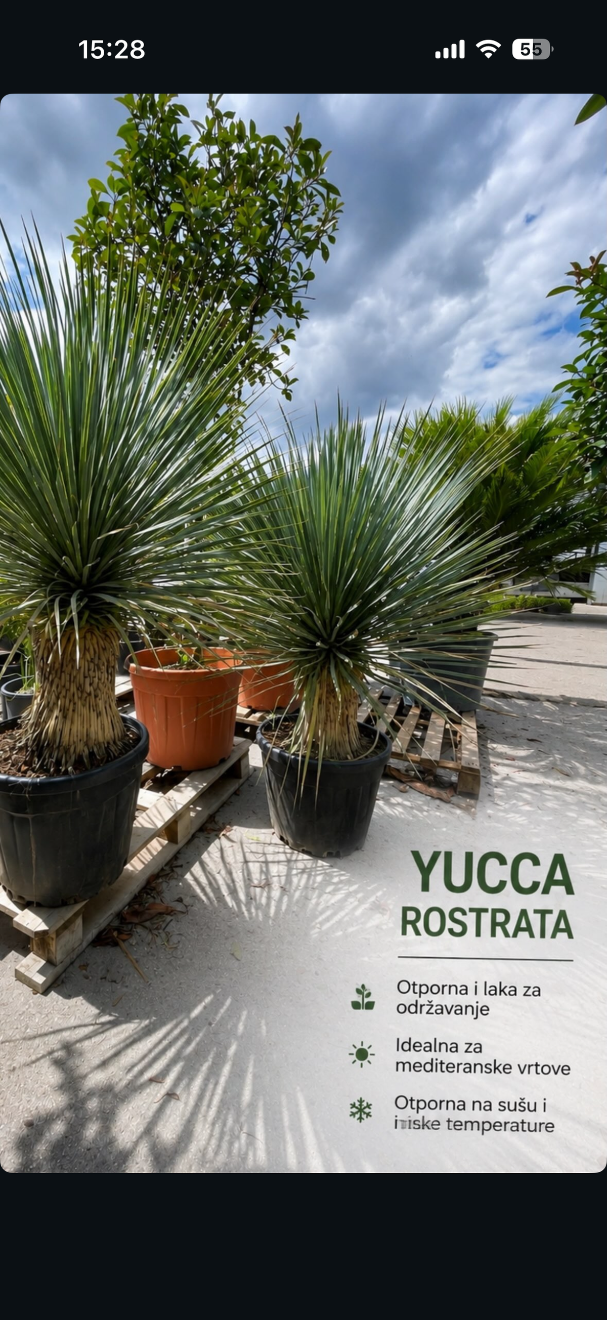 Yucca Rostrata