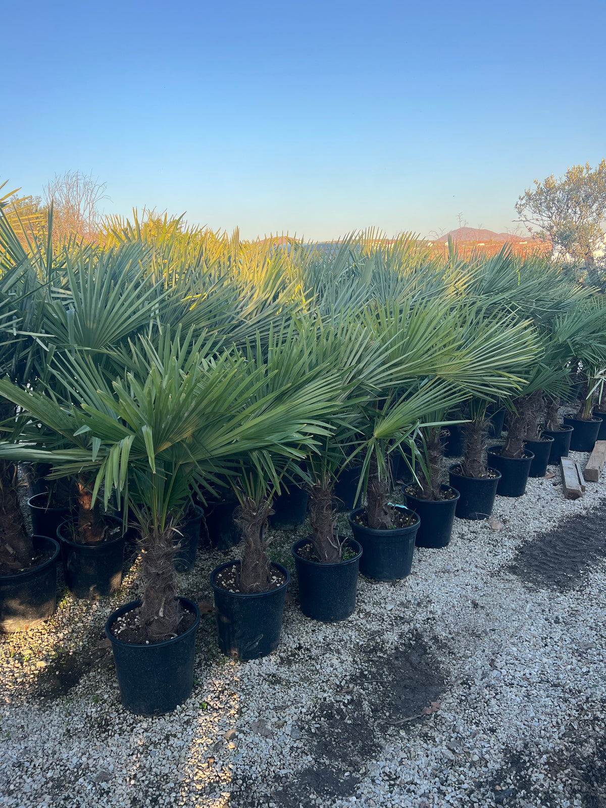 Trachycarpus Fortunei – Lepezasta palma