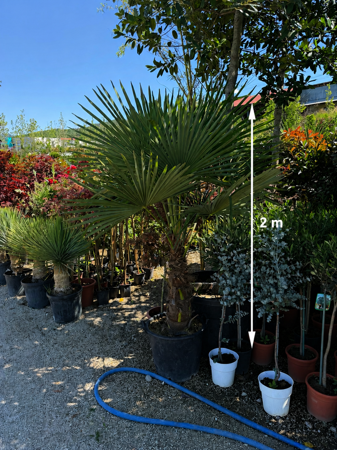 Trachycarpus Fortunei – Lepezasta palma