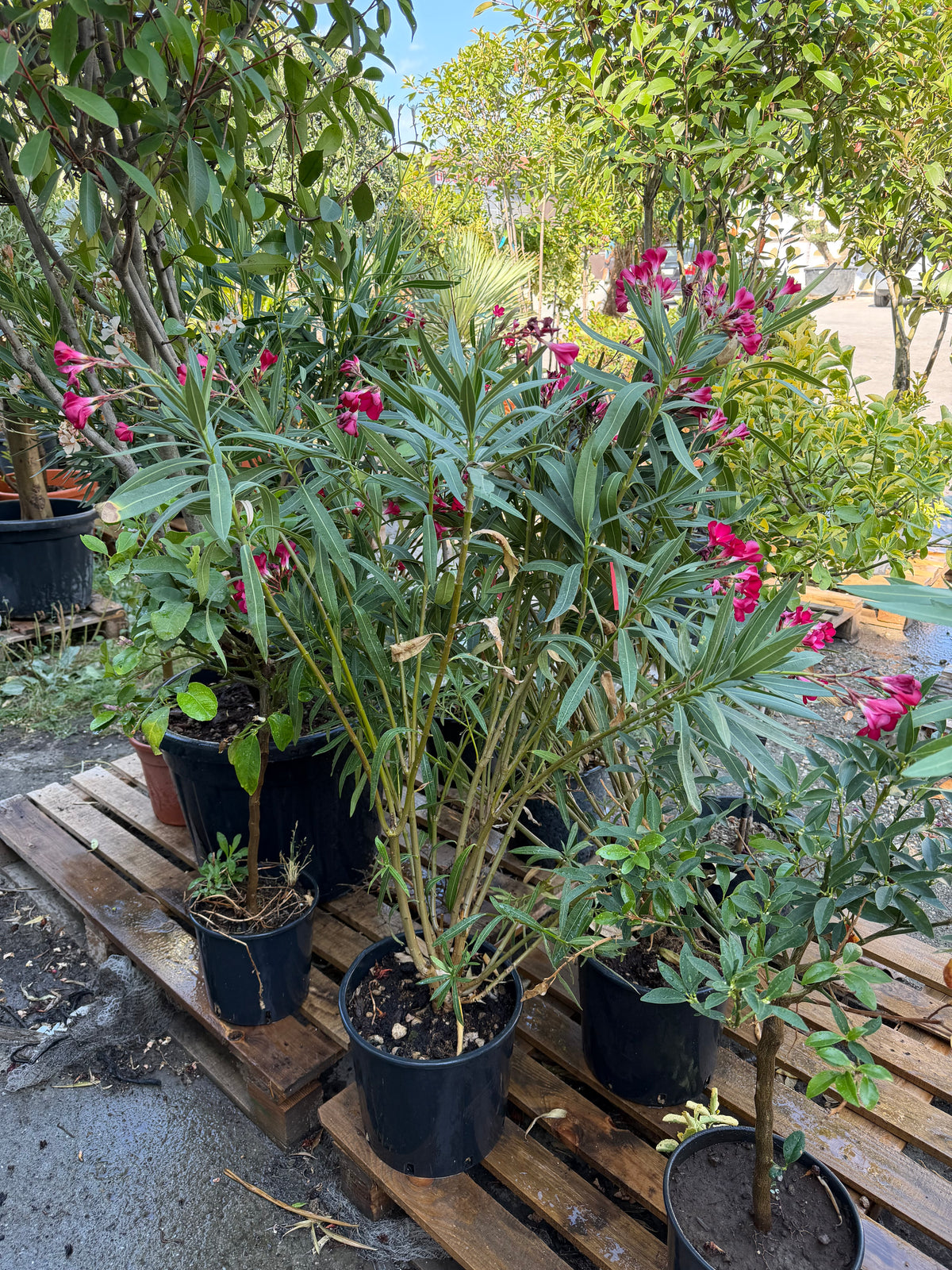 Oleander
