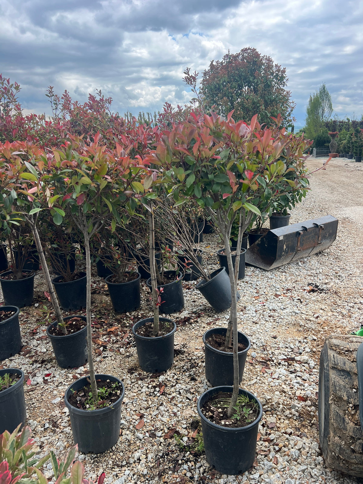 Photinia Multi Stem