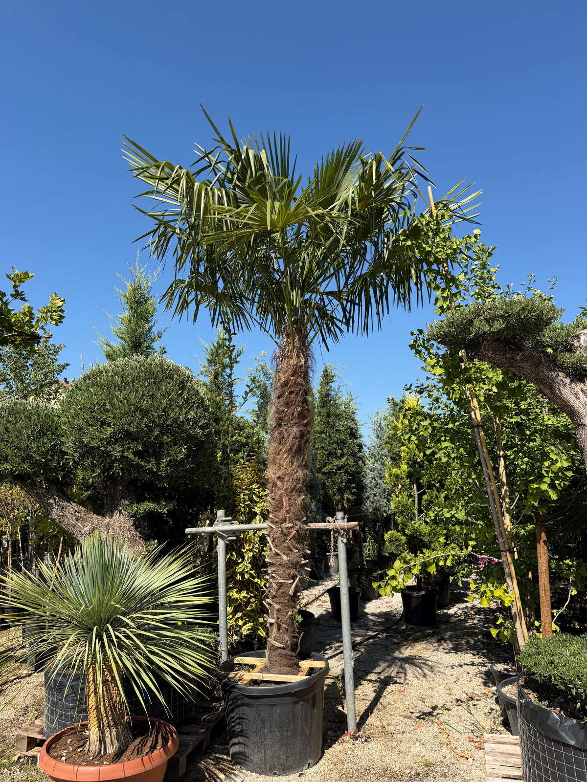 Trachycarpus Fortunei – Lepezasta palma