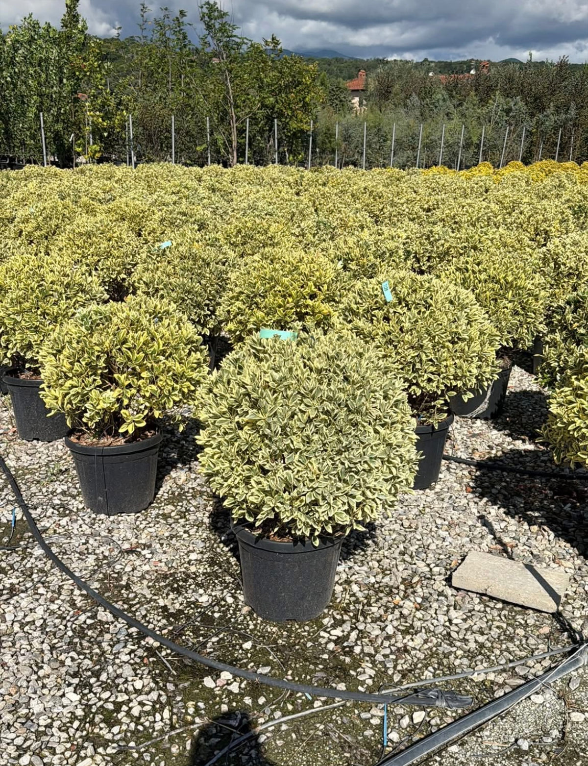 Euonymus Japonicus
