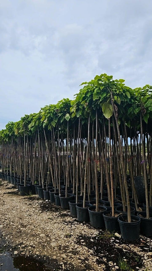 Catalpa