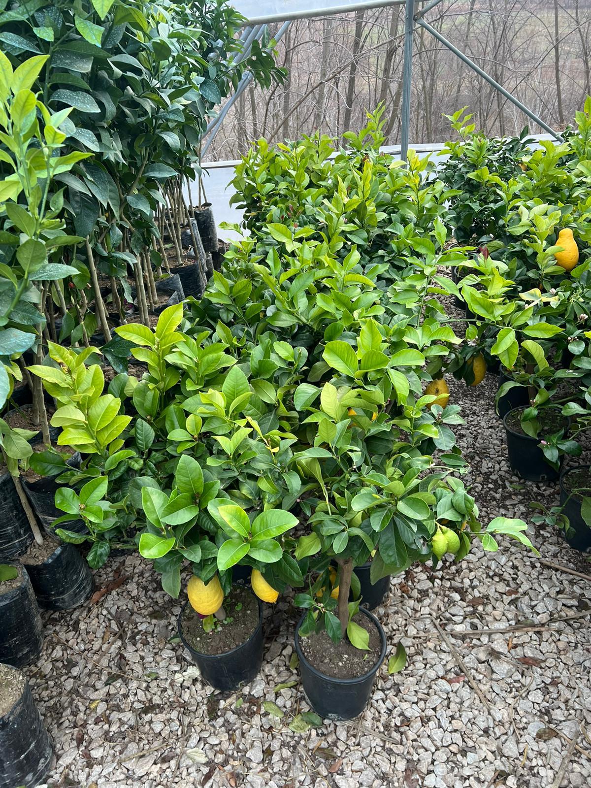 Citrusi
