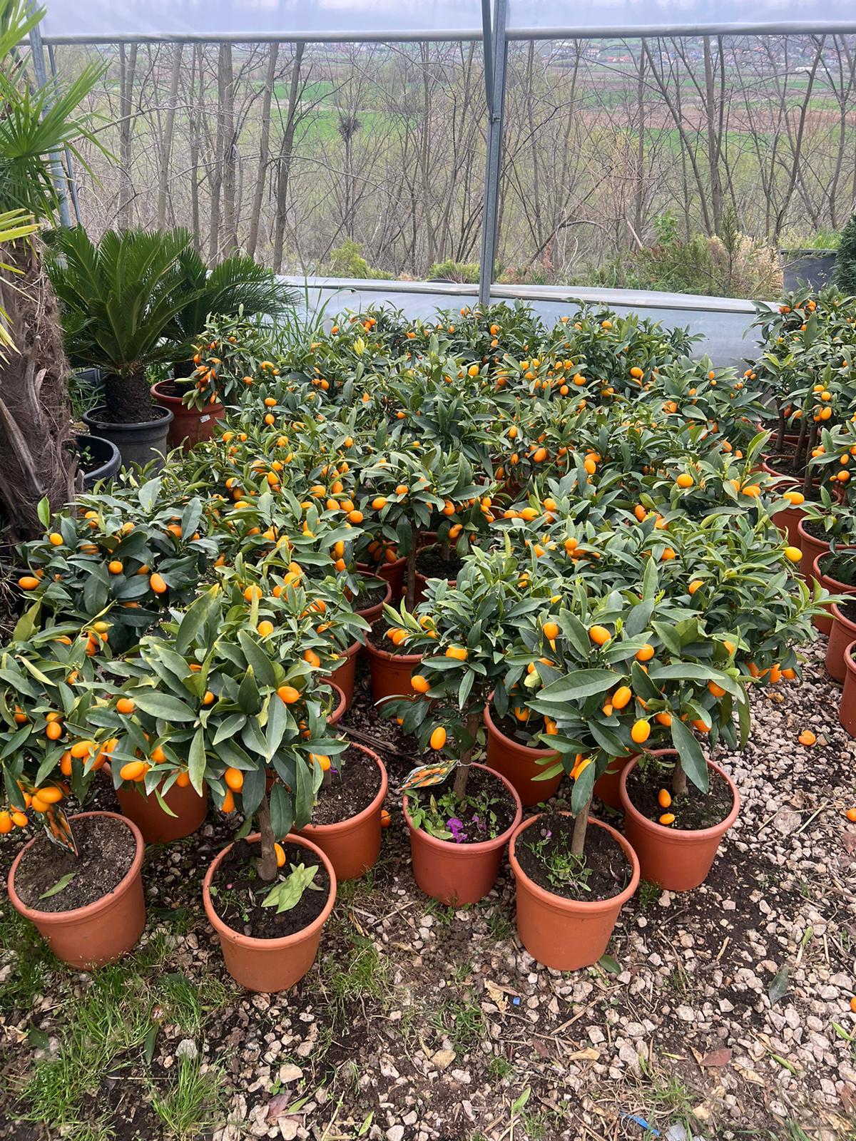 Citrusi