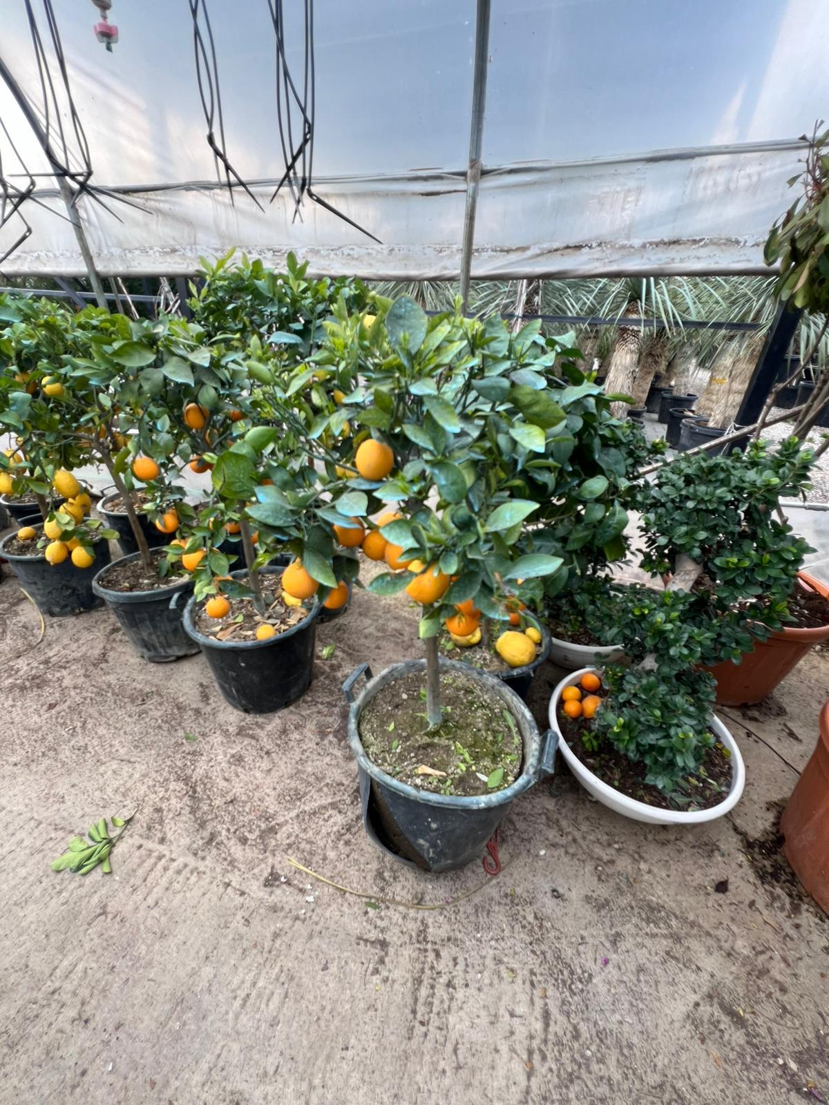 Citrusi