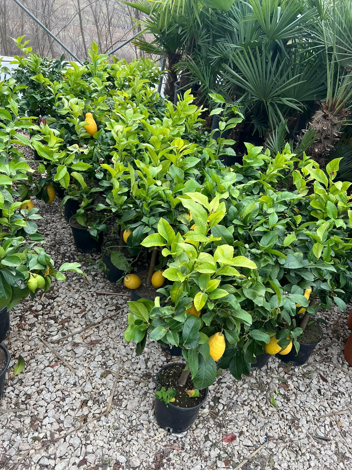 Citrusi