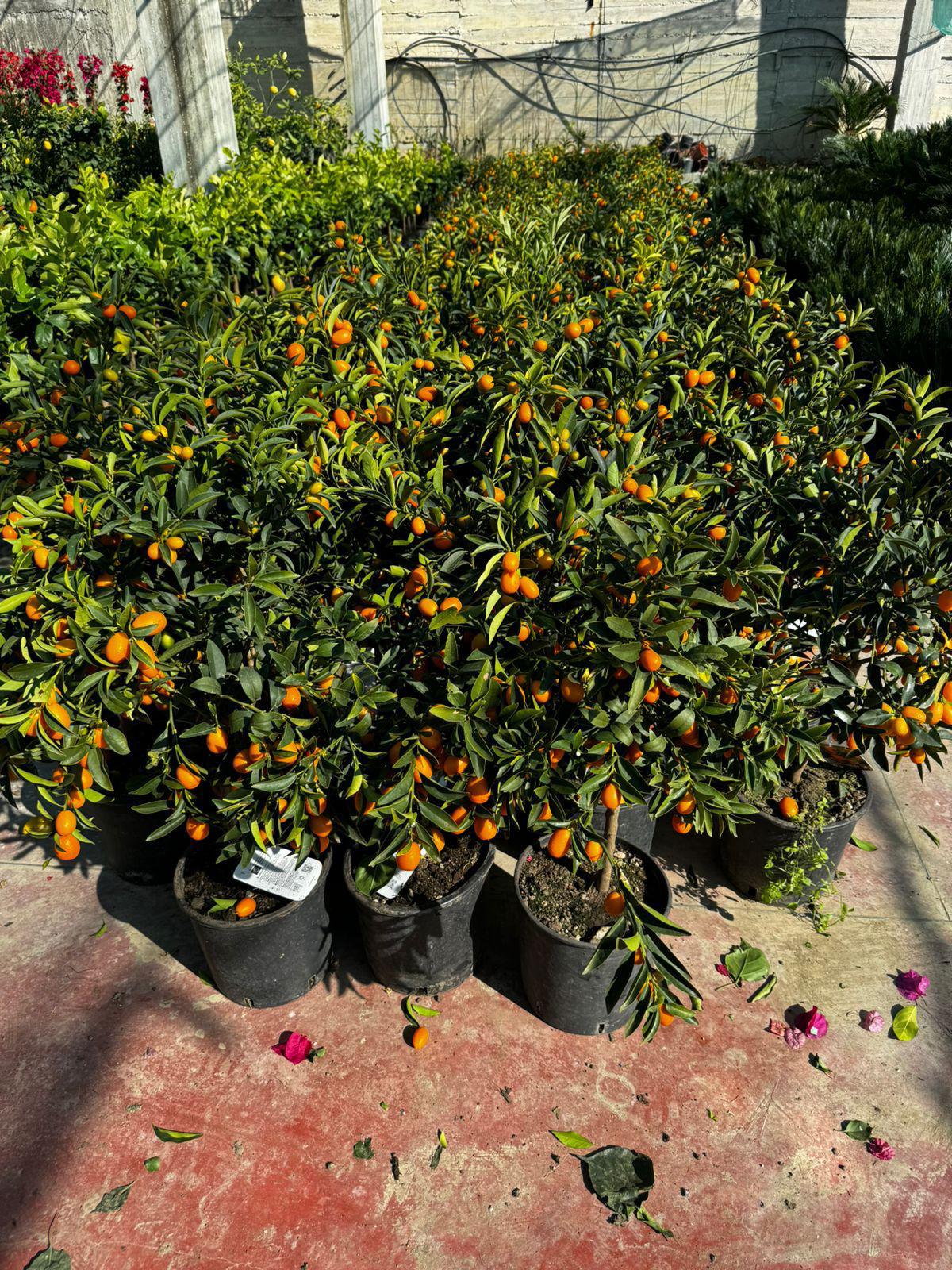 Citrusi