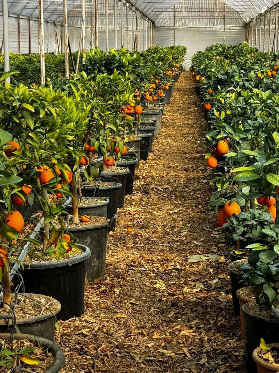 Citrusi