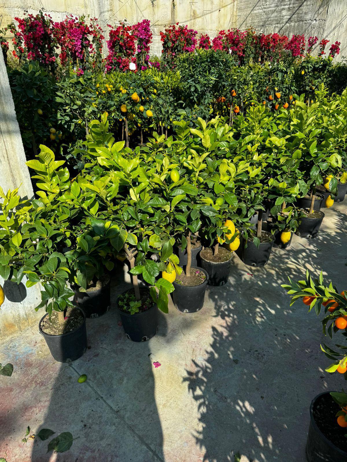 Citrusi