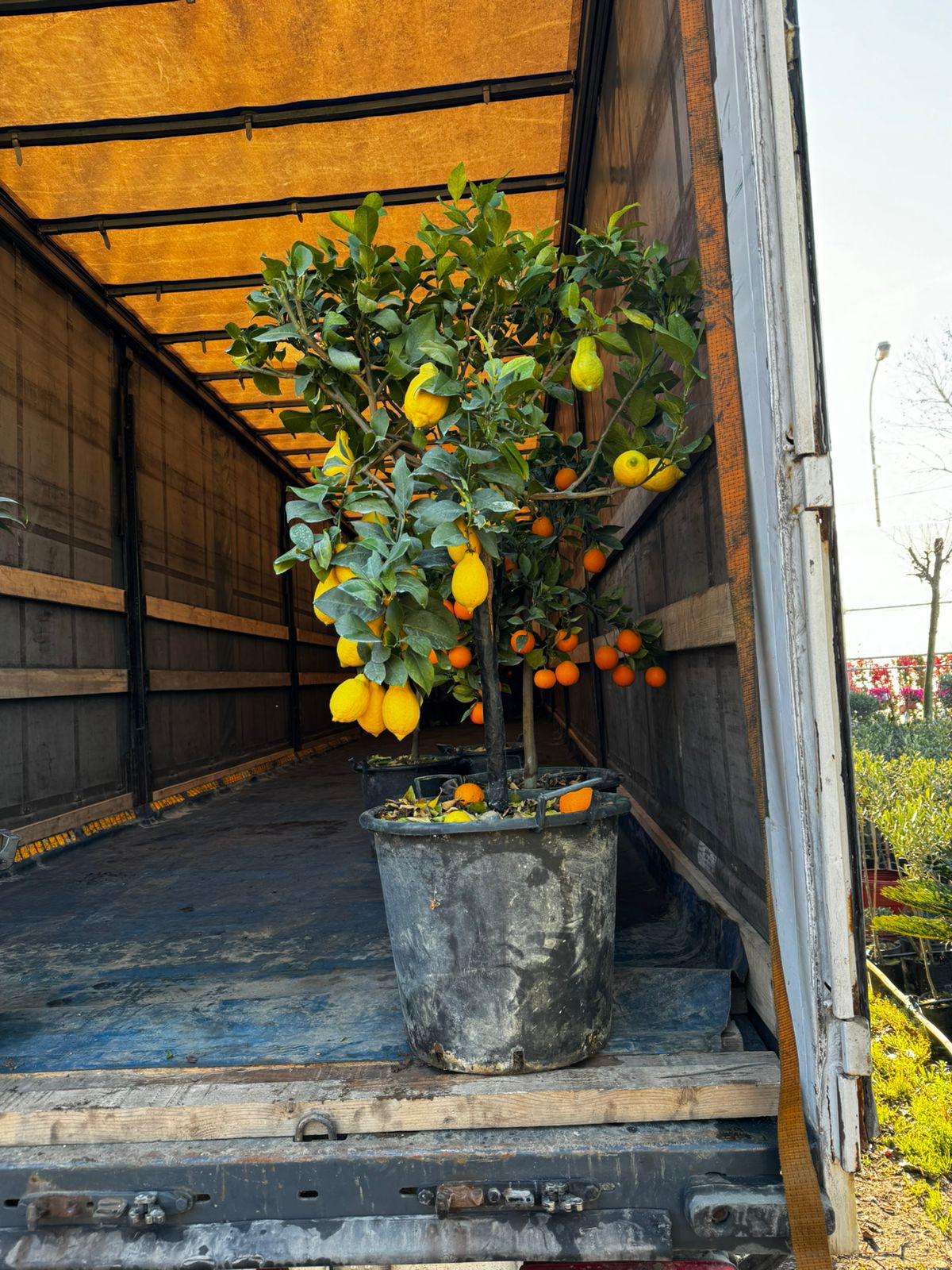 Citrusi