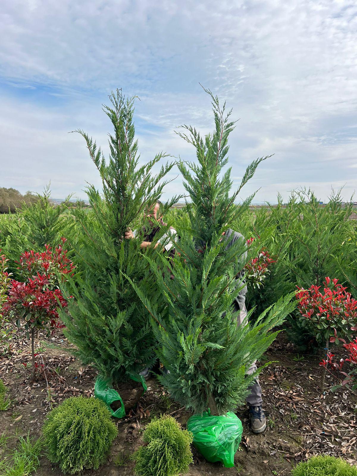 Cupressocyparis Leylandii