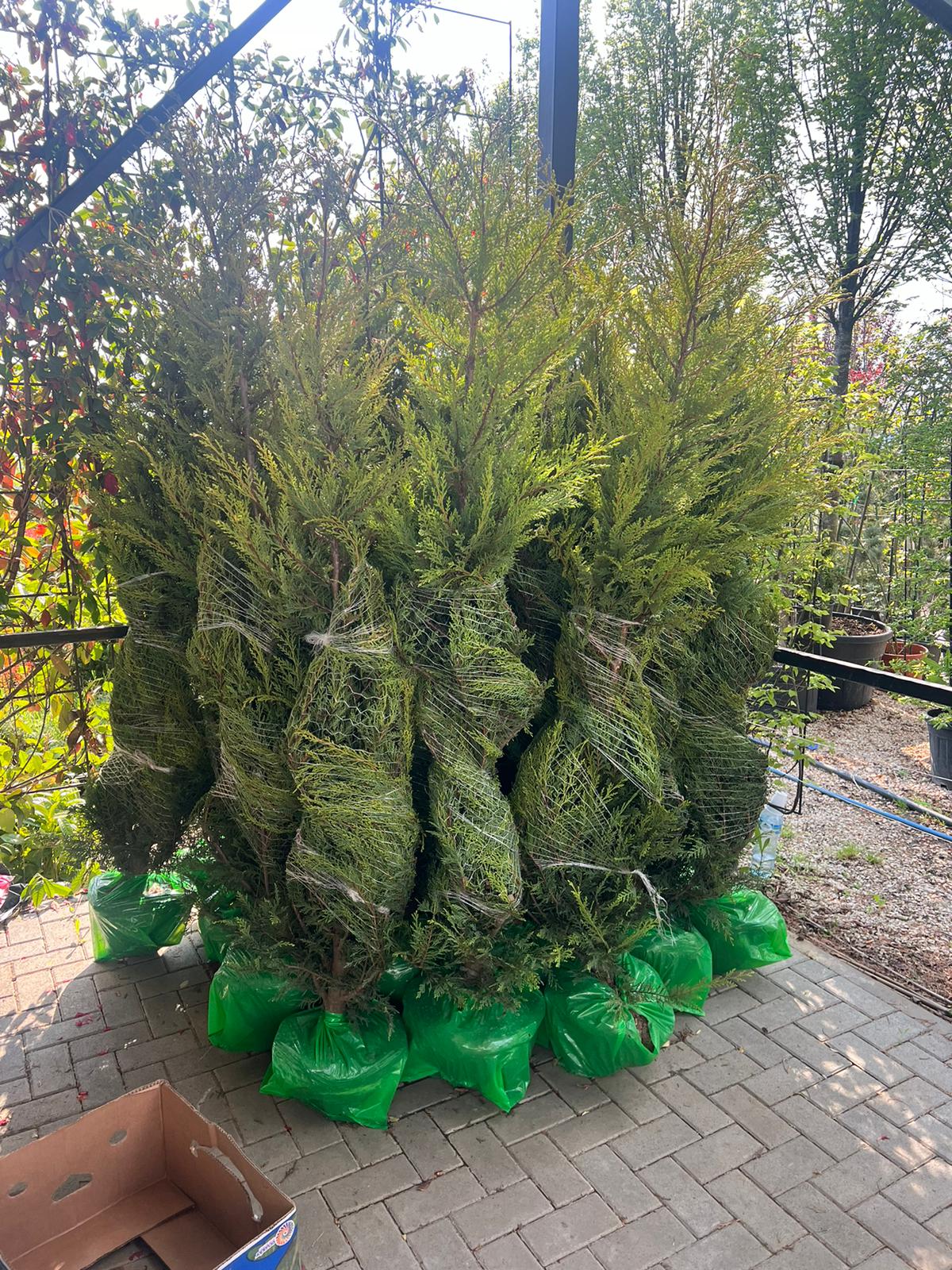 Cupressocyparis Leylandii