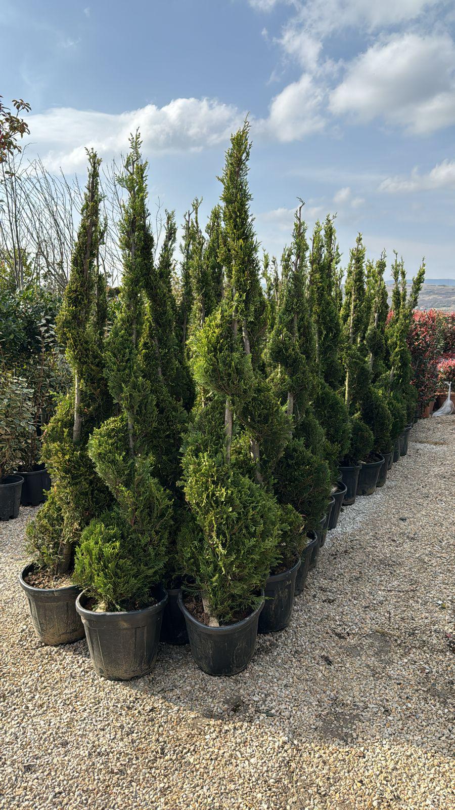 Cupressocyparis Leylandii