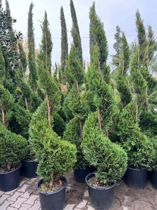 Cupressocyparis Leylandii