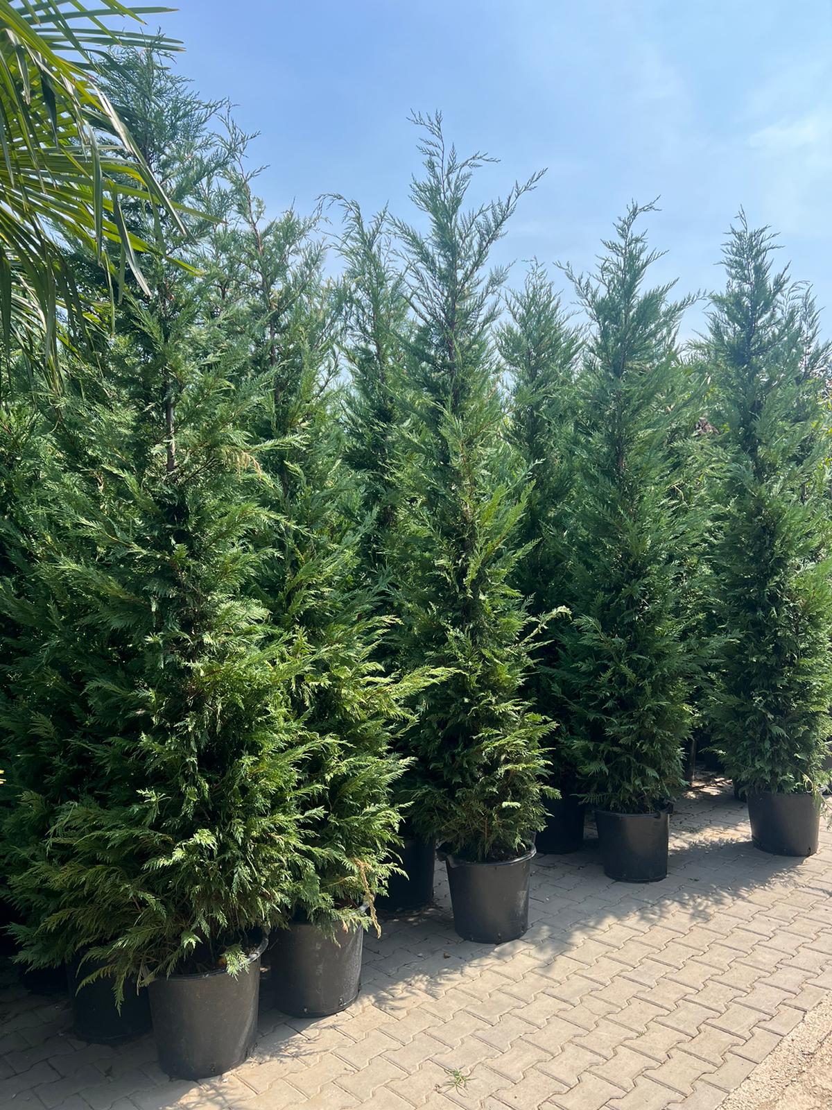 Cupressocyparis Leylandii