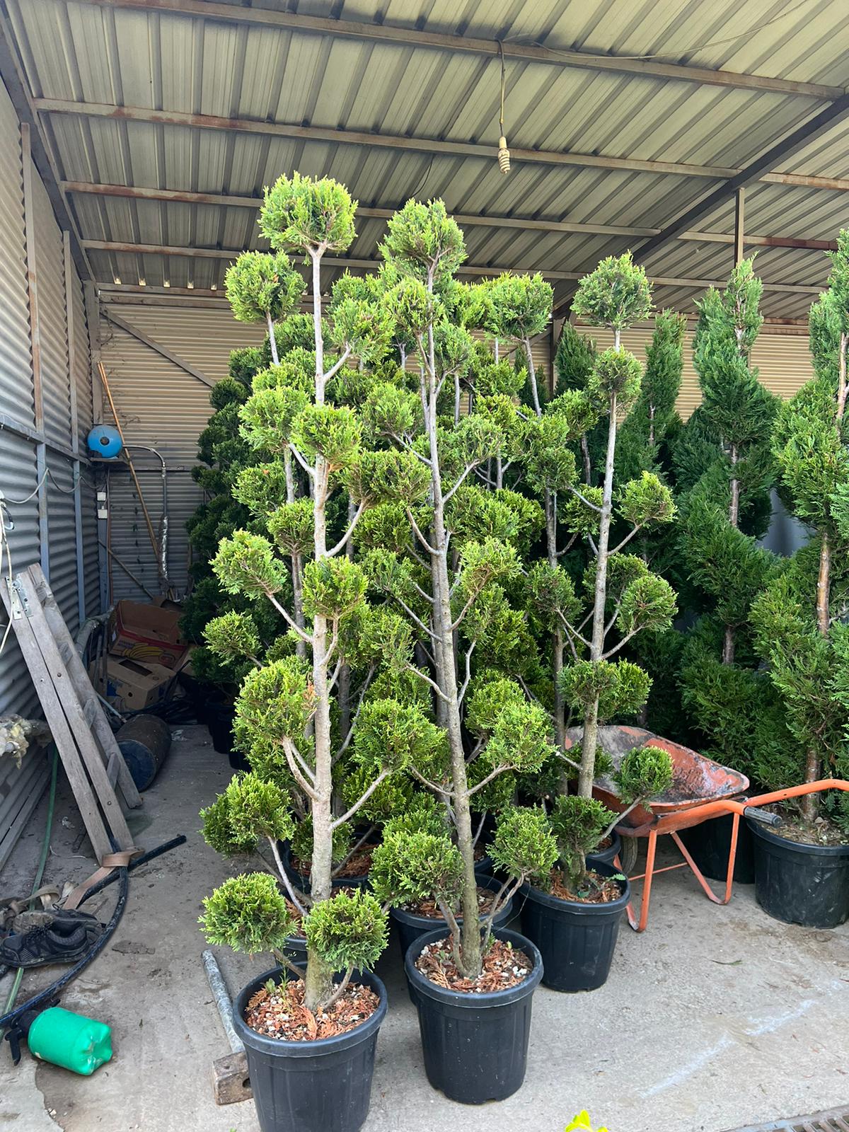 Cupressocyparis Leylandii