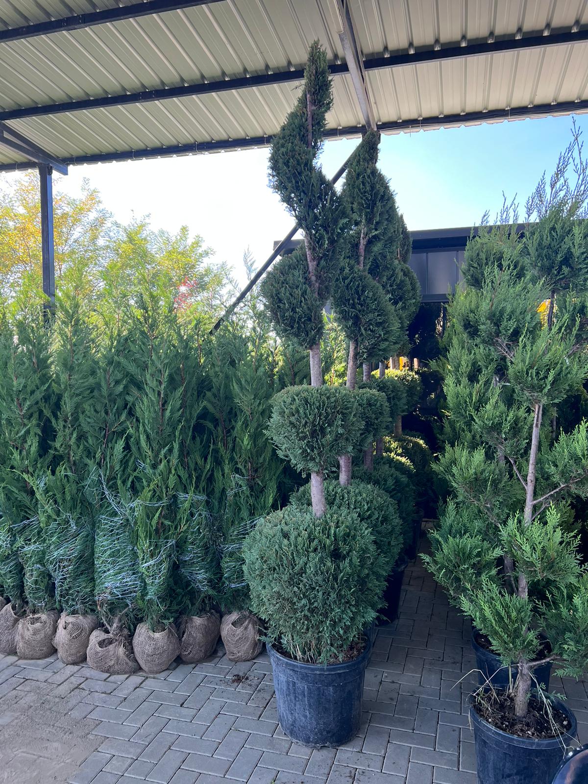Cupressocyparis Leylandii