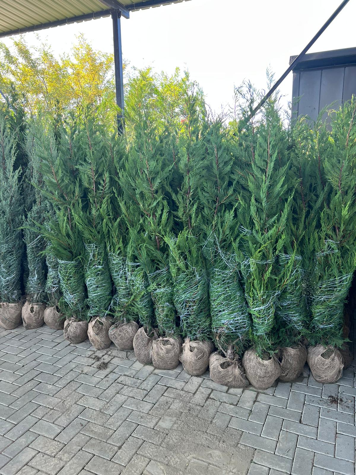Cupressocyparis Leylandii