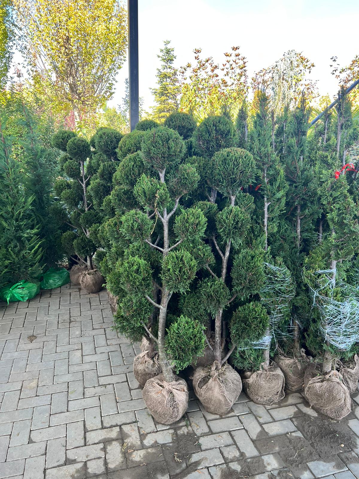 Cupressocyparis Leylandii