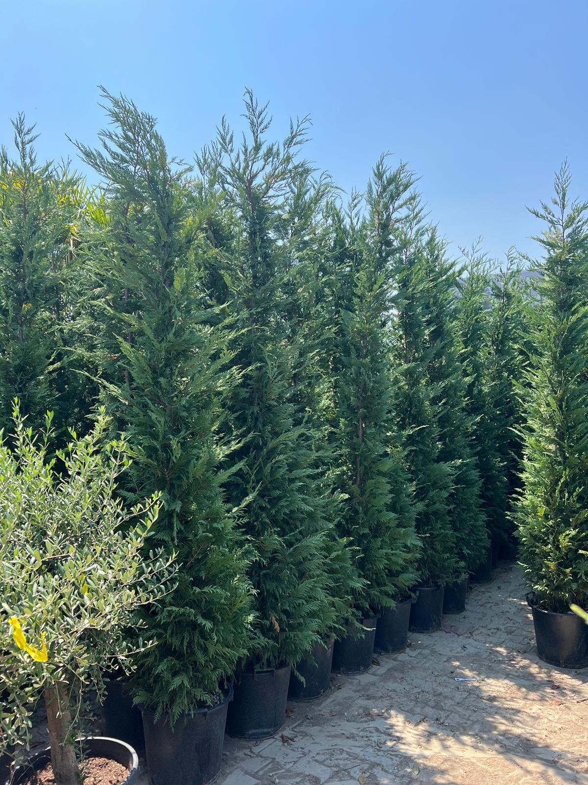 Cupressocyparis Leylandii