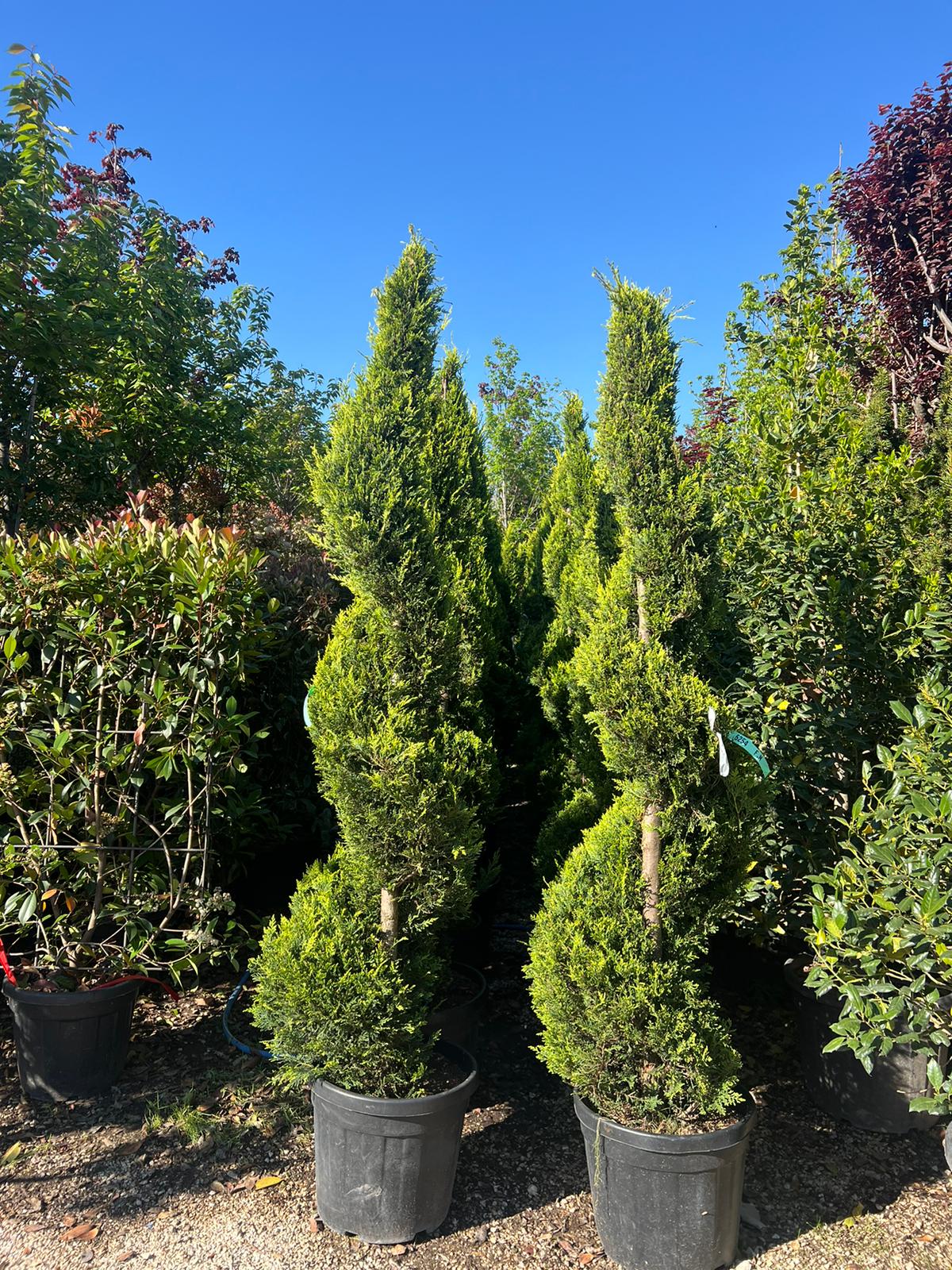 Cupressocyparis Leylandii