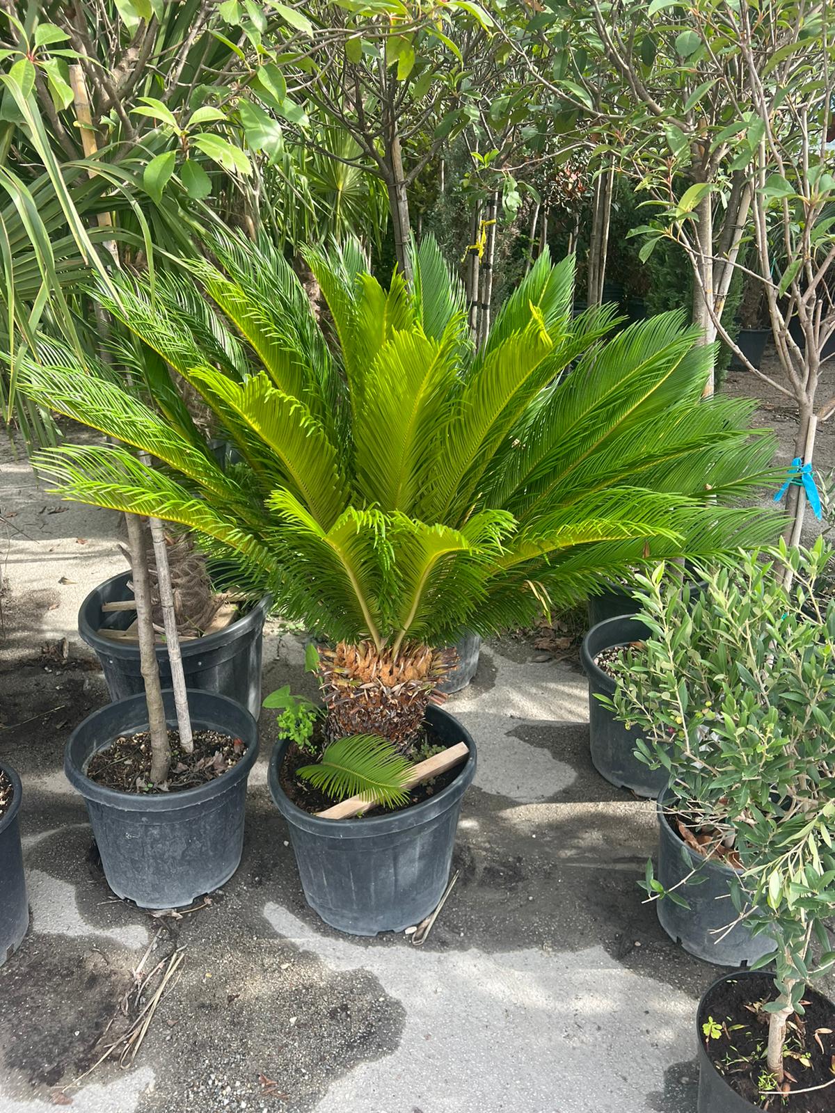 Cikas palma (Cycas revoluta)