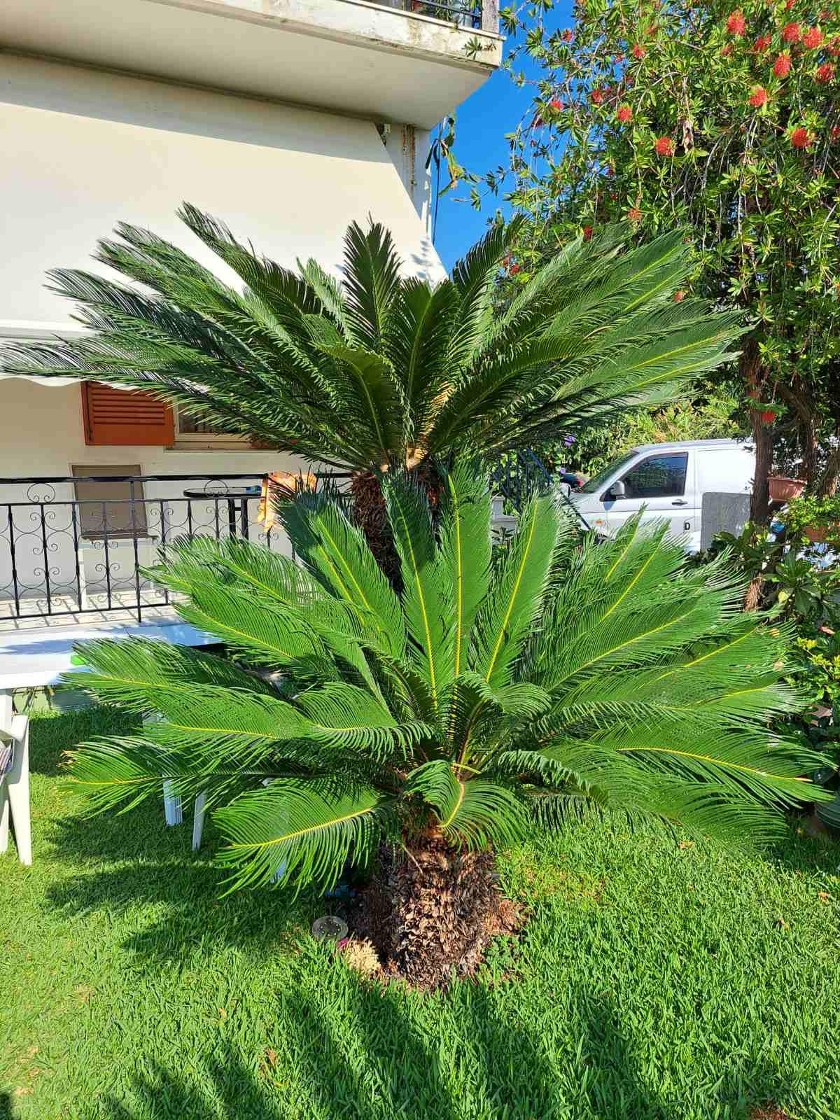 Cikas palma (Cycas revoluta)
