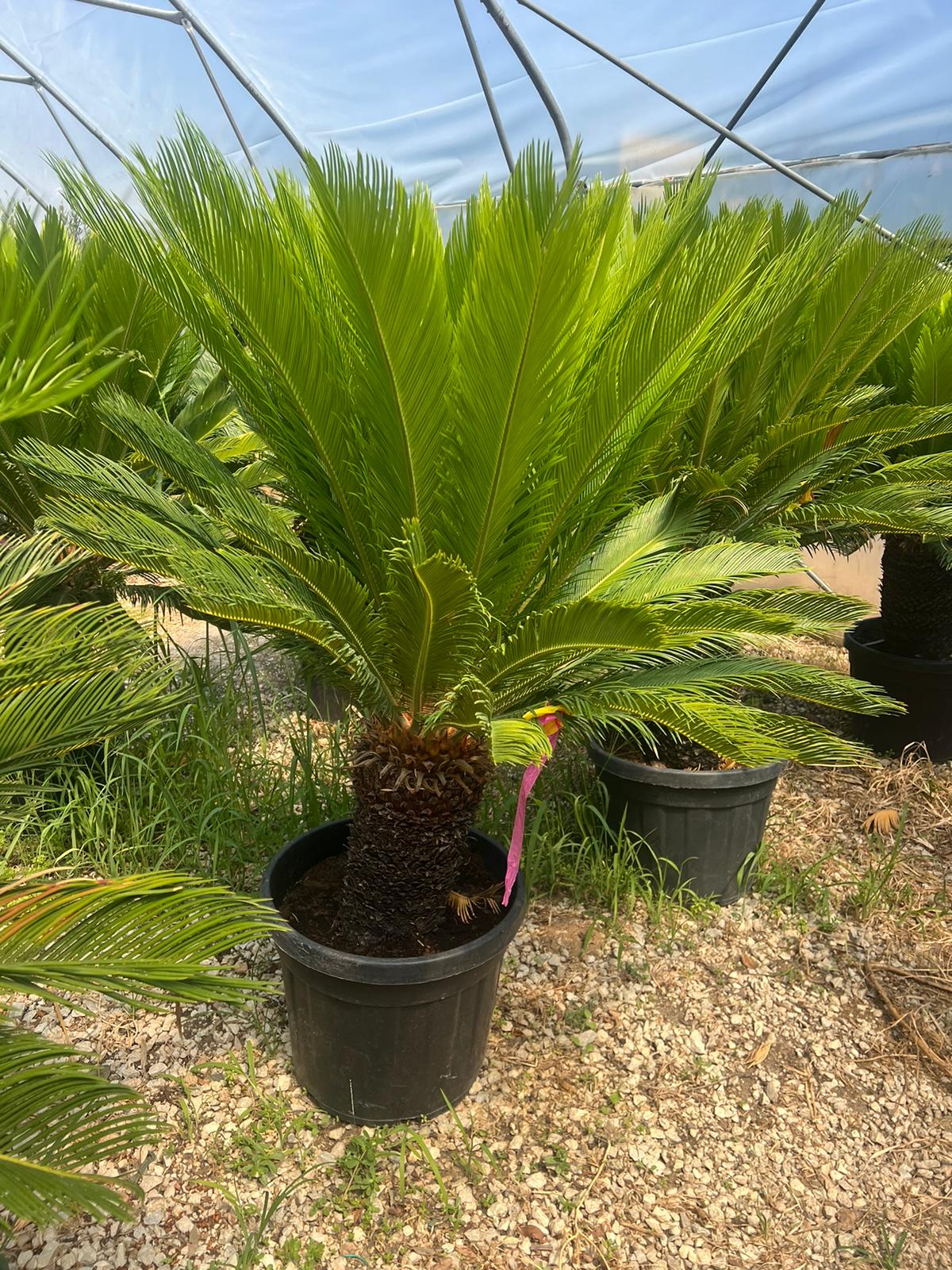 Cikas palma (Cycas revoluta)