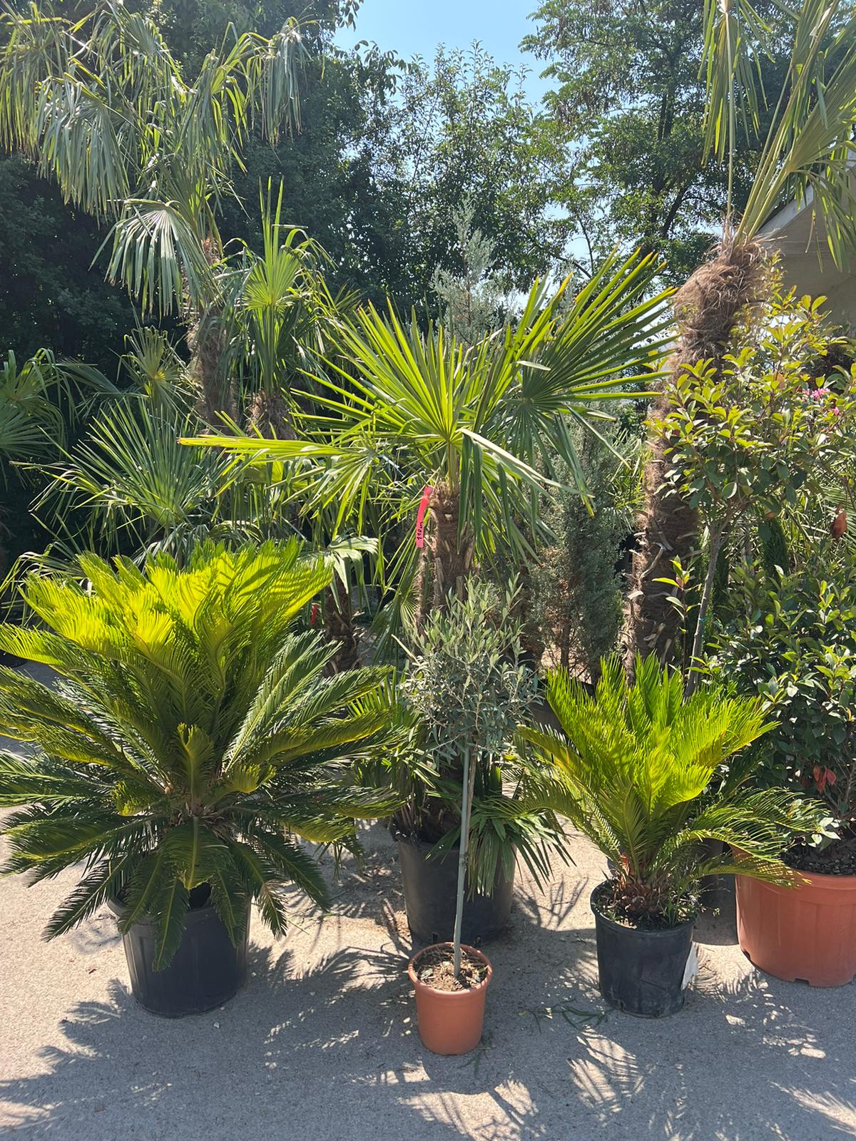 Cikas palma (Cycas revoluta)