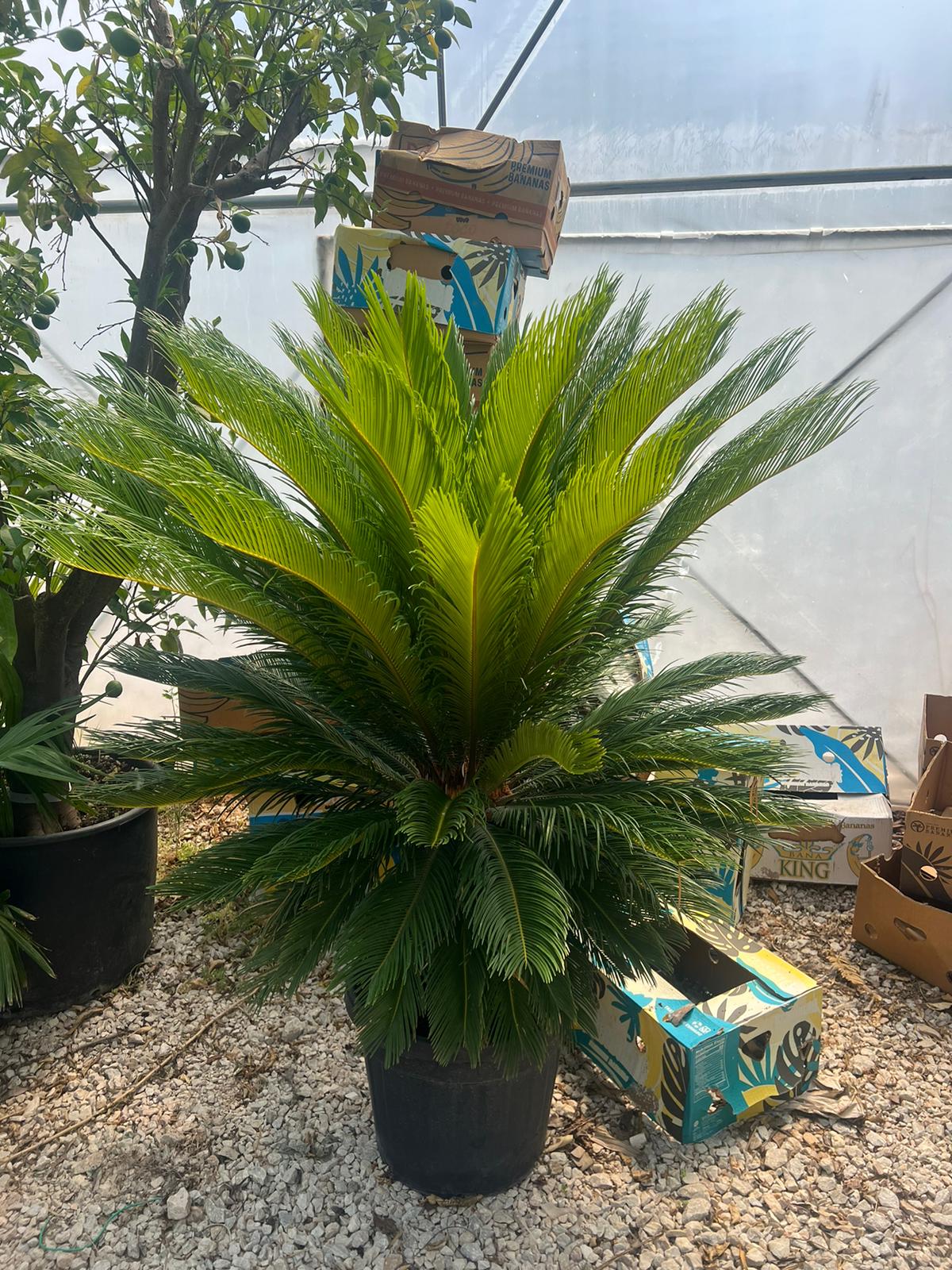 Cikas palma (Cycas revoluta)