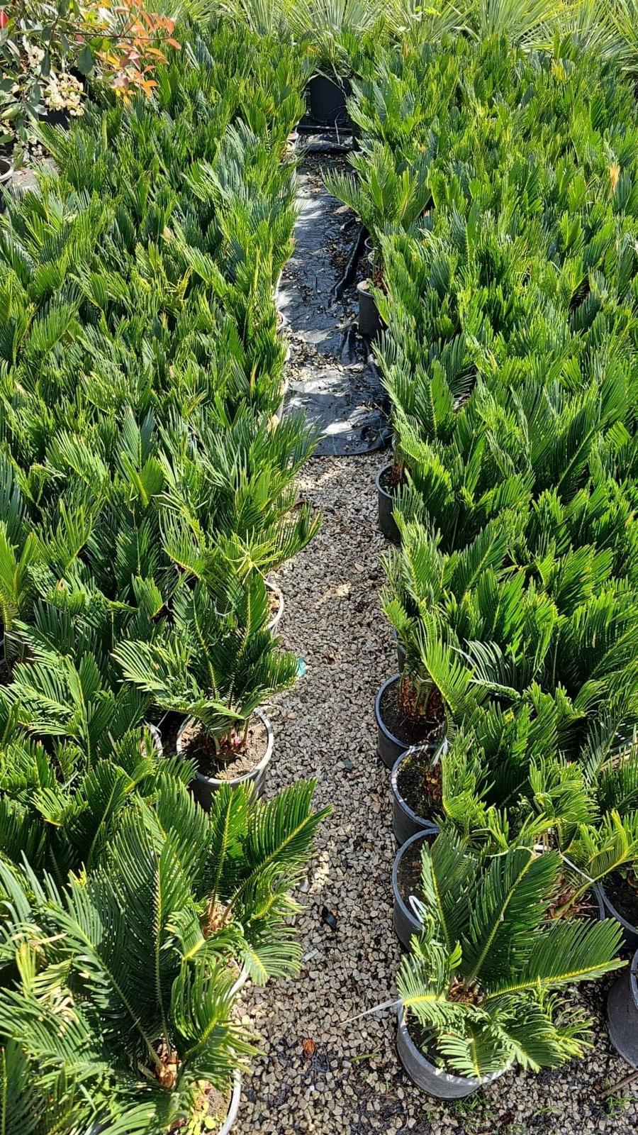 Cikas palma (Cycas revoluta)