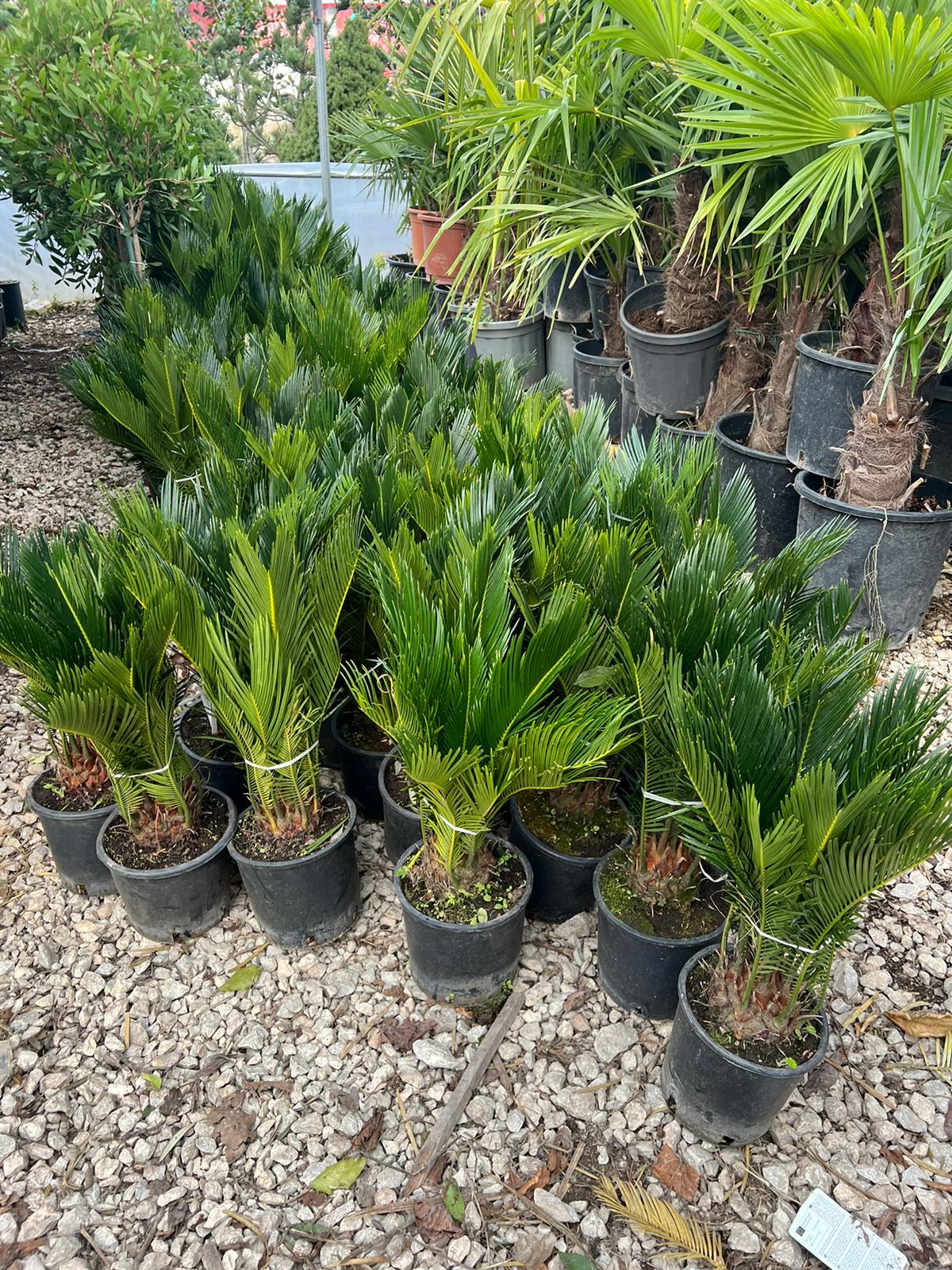 Cikas palma (Cycas revoluta)