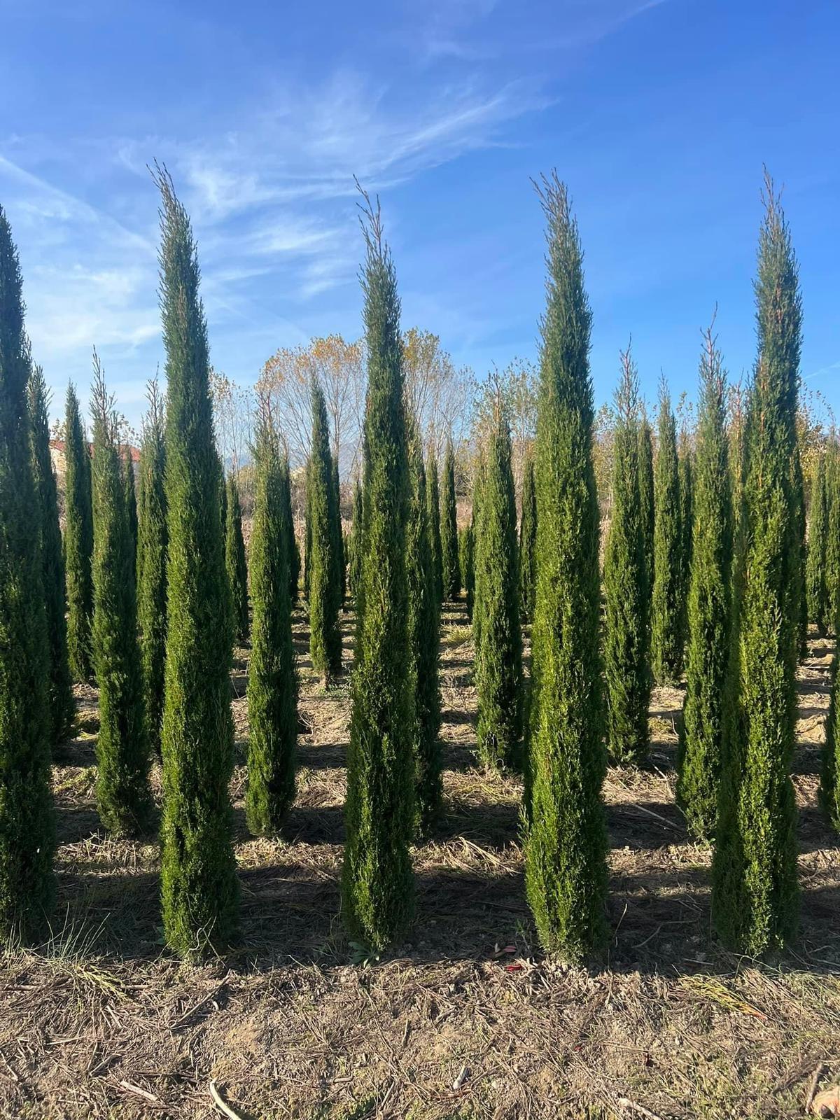 Cupressus Sempervirens – Mediteranski čempres