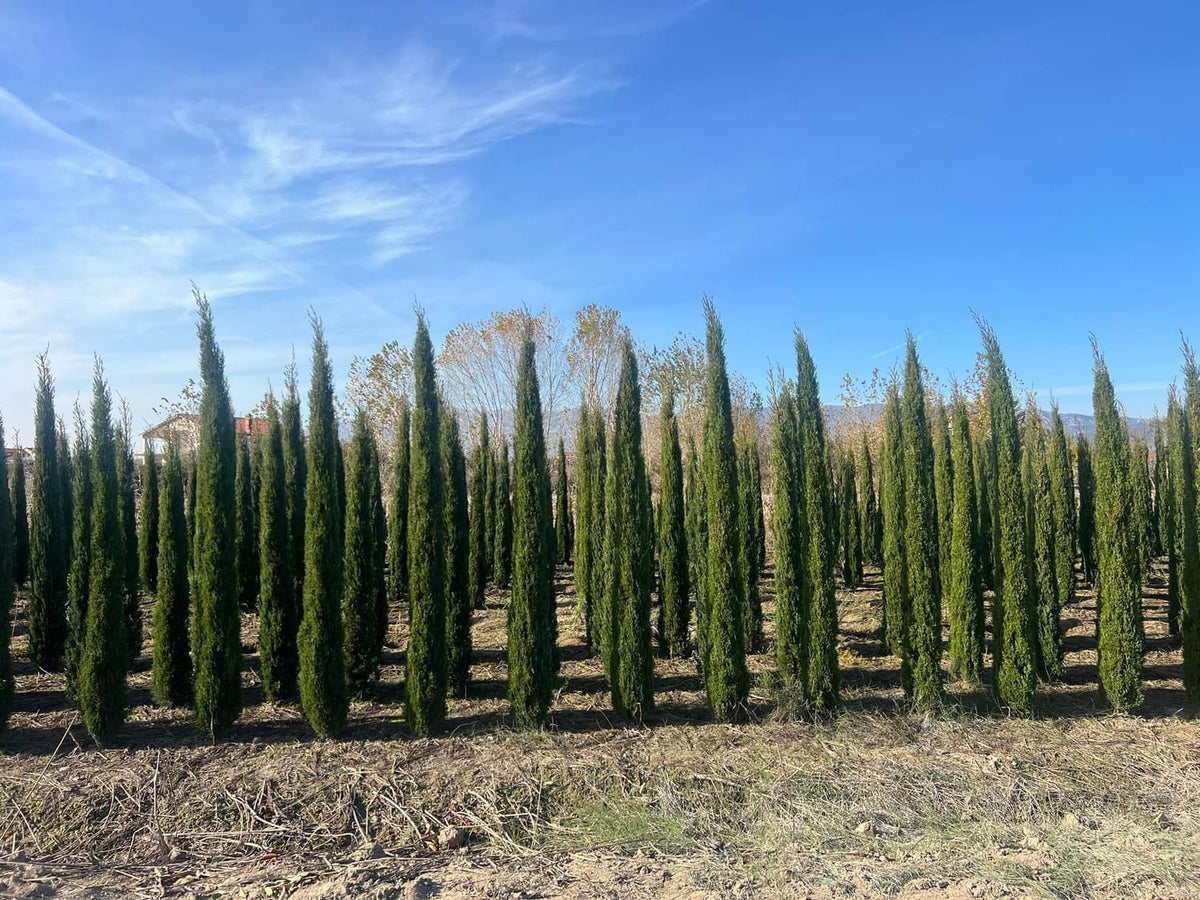 Cupressus Sempervirens – Mediteranski čempres