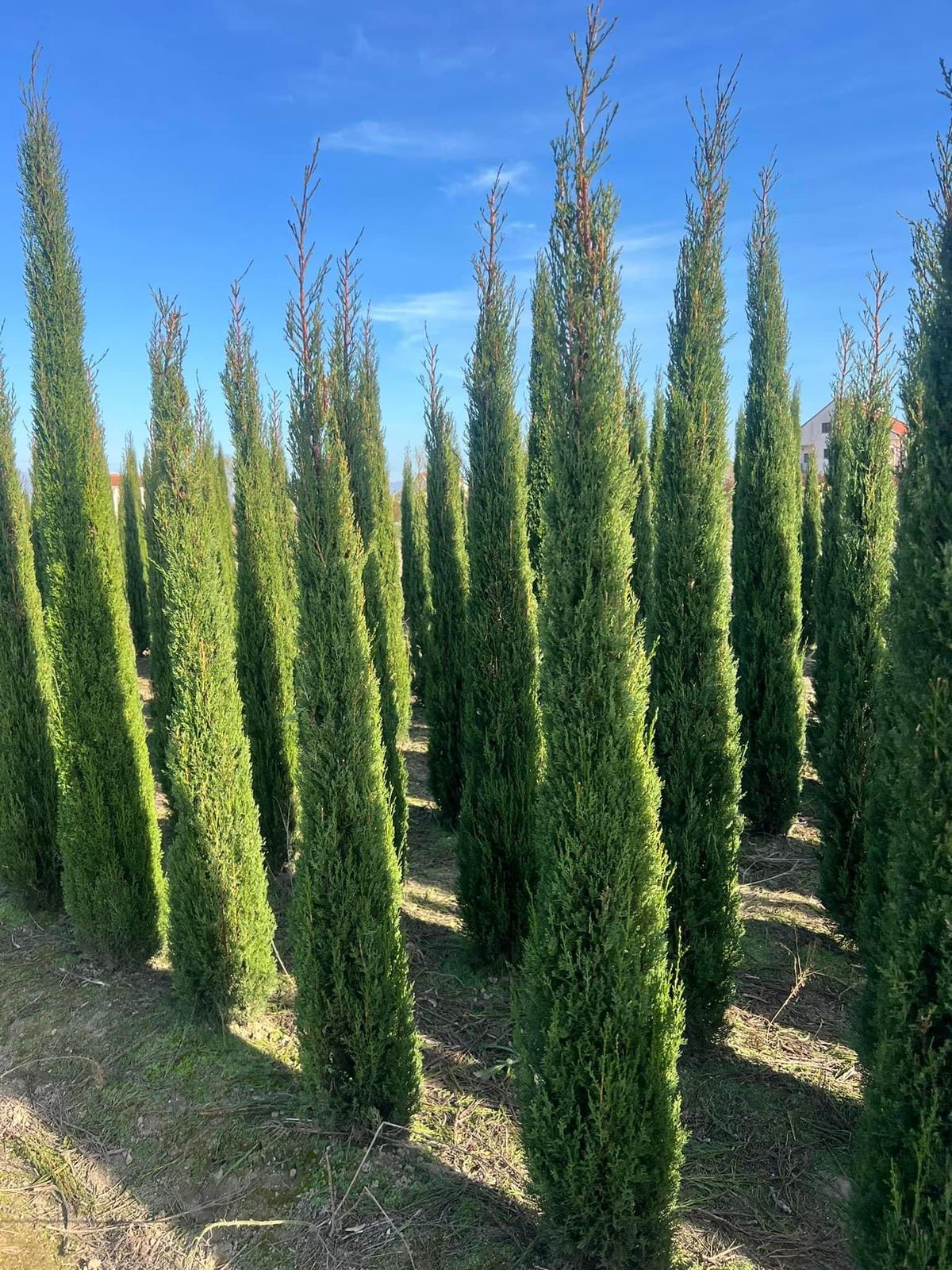 Cupressus Sempervirens – Mediteranski čempres