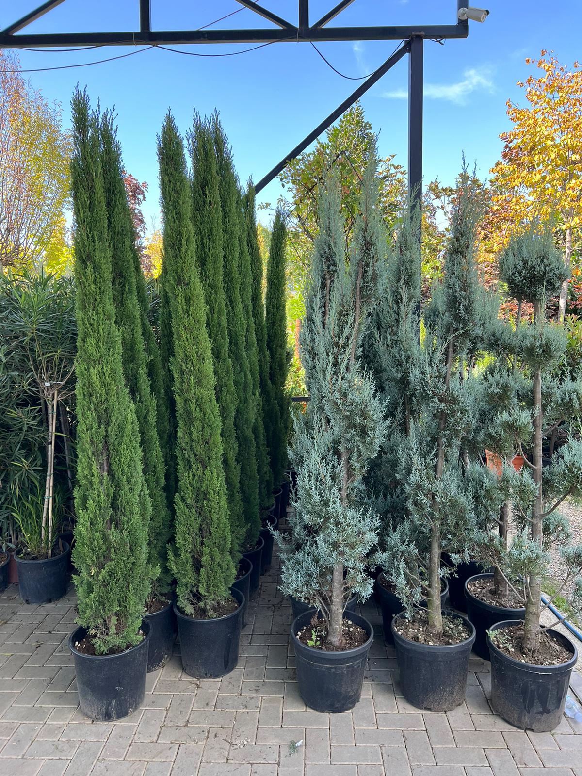 Cupressus Sempervirens – Mediteranski čempres